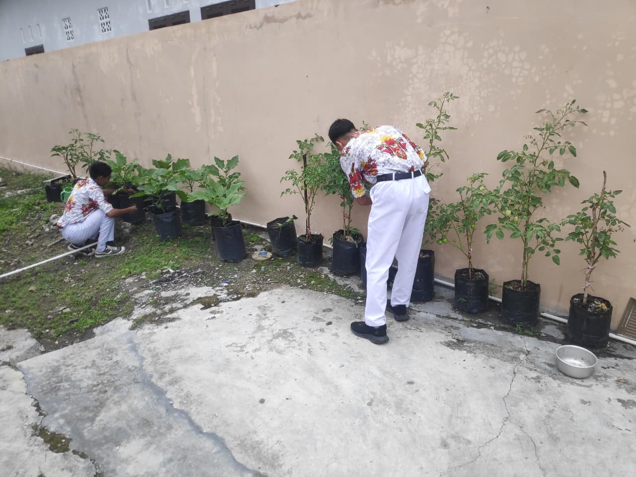 Menghijaukan Lahan Kosong: Siswa SMAS Santo Aloysius Gonzaga Sulap Pekarangan Jadi Kebun Sayur